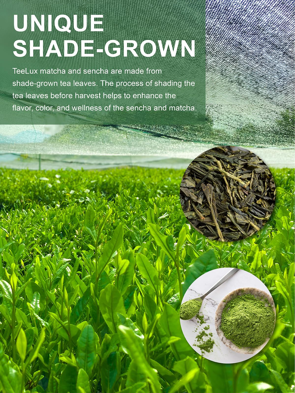 TeeLux Matcha Green Tea Bags - Vista 4